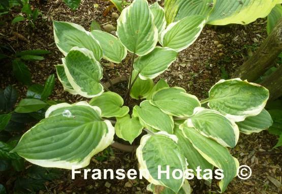 Hosta Delicious