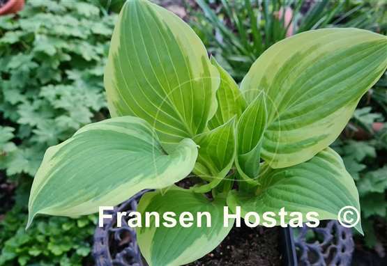 Hosta Delicious 