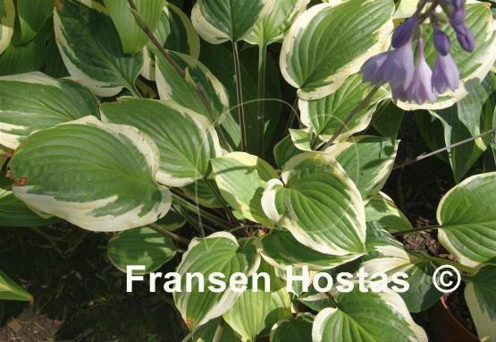 Hosta Delicious