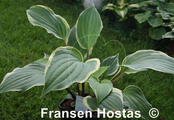 Hosta Delicious