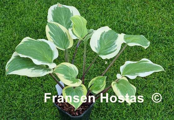 Hosta Delicious