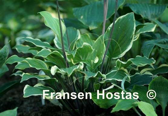 Hosta Delicious