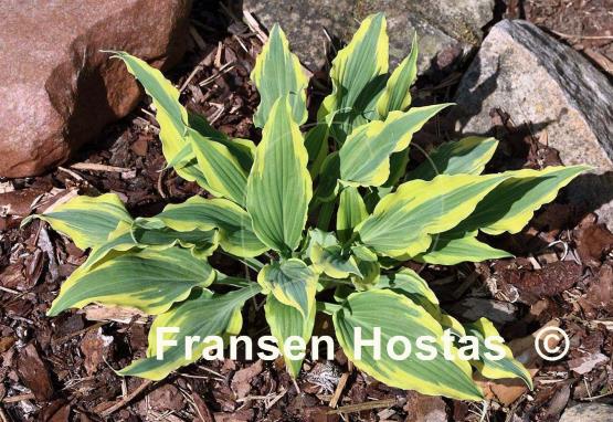 Hosta Deliverance
