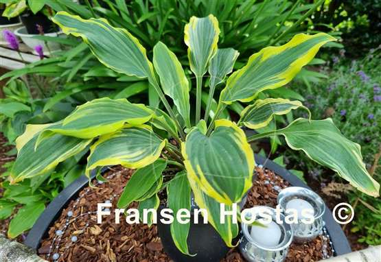 Hosta Deliverance