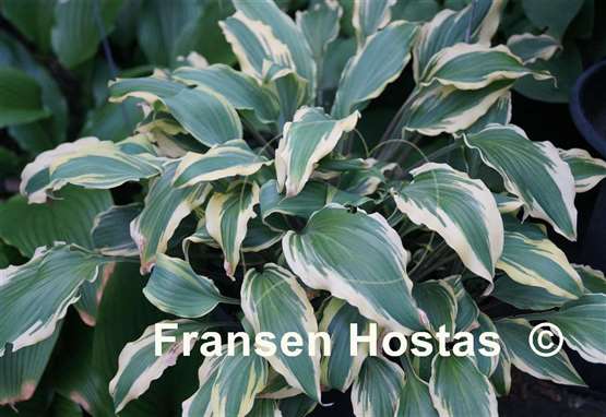 Hosta Deliverance