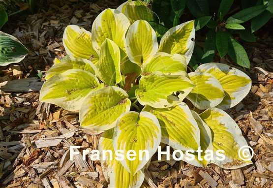 Hosta Delta Dawn