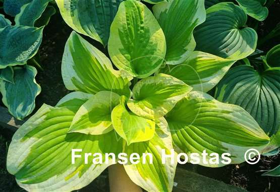 Hosta Delta Dawn