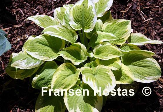 Hosta Delta Dawn