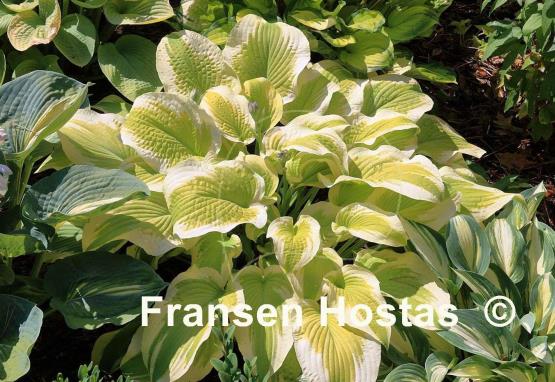 Hosta Delta Dawn