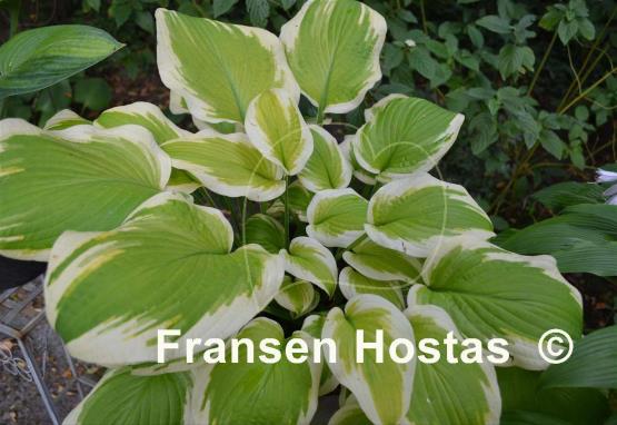 Hosta Delta Dawn