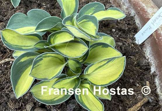 Hosta Desert Mouse