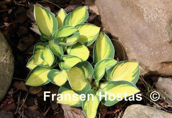 Hosta Desert Mouse
