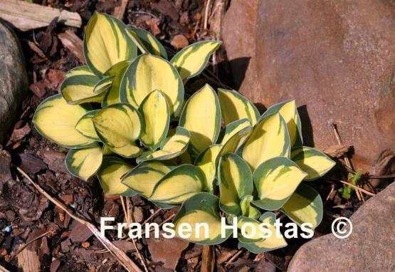 Hosta Desert Mouse