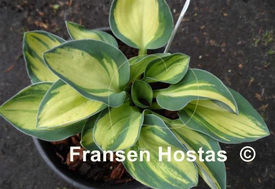 Hosta Desert Mouse