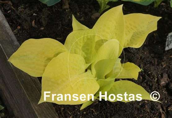 Hosta Designer Genes