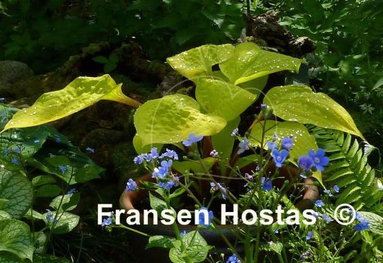 Hosta Designer Genes