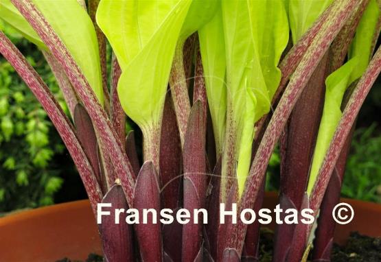 Hosta Designer Genes