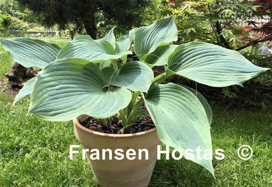 Hosta Devil's Advocate