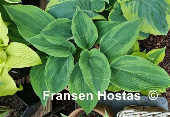 Hosta Devil's Advocate