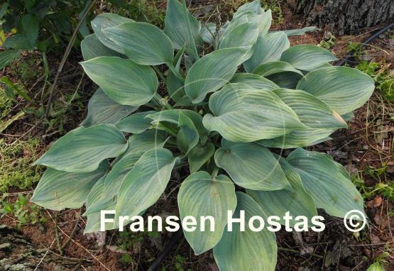 Hosta Devil's Advocate