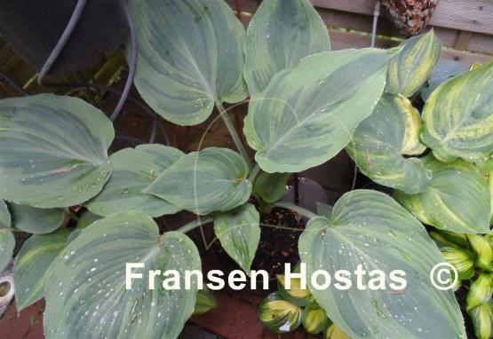Hosta Devil's Advocate