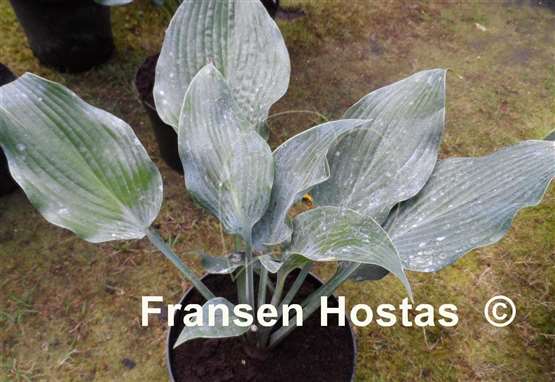 Hosta Devon Blue