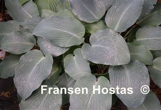 Hosta Devon Blue