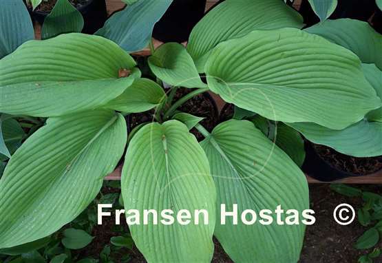 Hosta Devon Desire