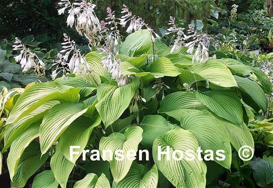 Hosta Devon Desire