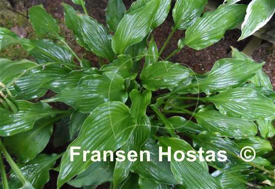 Hosta Devon Discovery