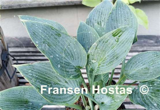 Hosta Devon Dream