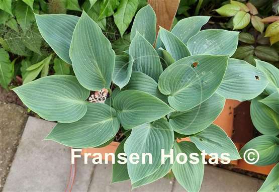 Hosta Devon Dream