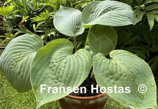 Hosta Devon Giant