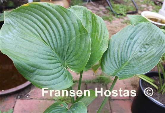 Hosta Devon Giant
