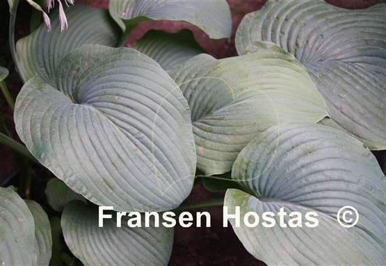 Hosta Devon Giant
