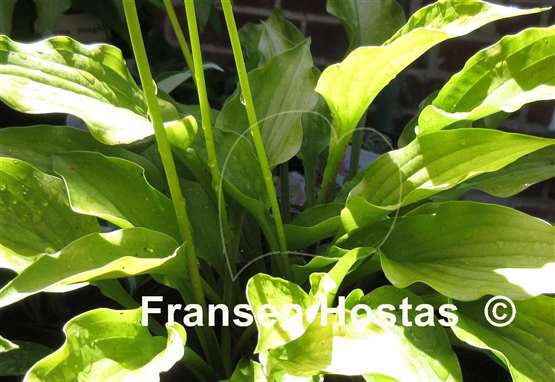 Hosta Devon Gold