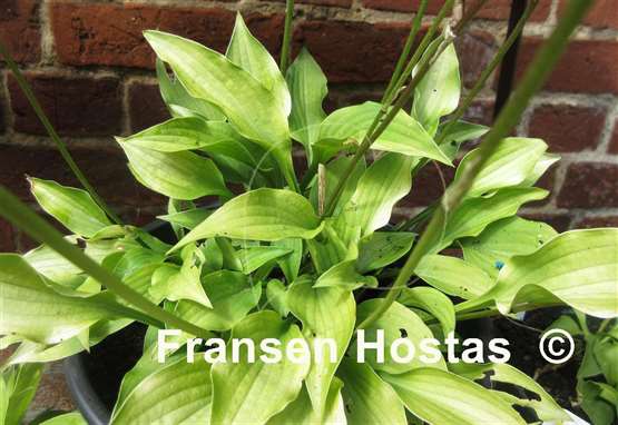 Hosta Devon Gold