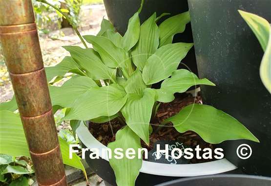 Hosta Devon Gold