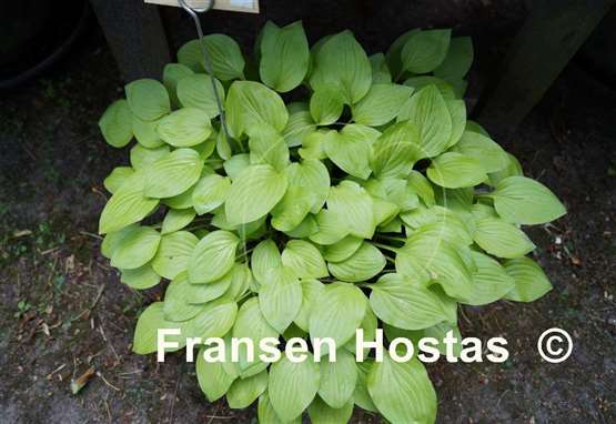Hosta Devon Gold