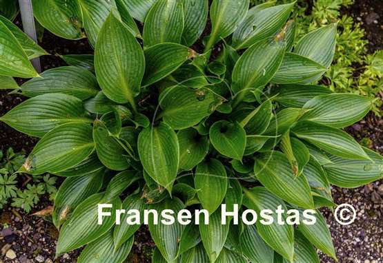 Hosta Devon Green