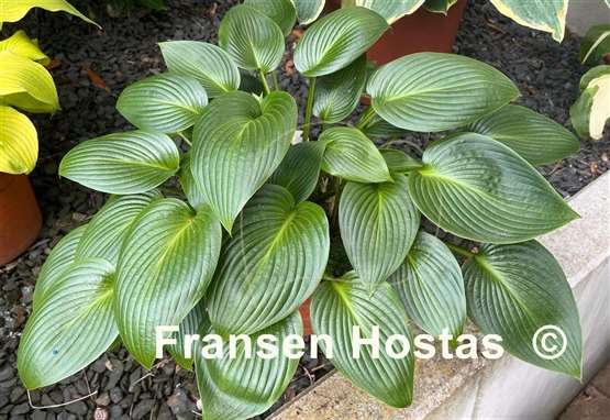 Hosta Devon Green