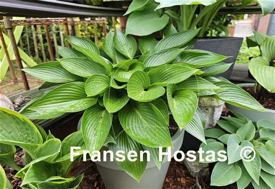 Hosta Devon Green