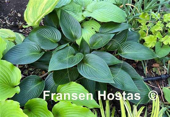 Hosta Devon Green