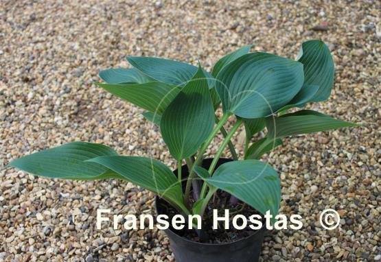 Hosta Devon Mist