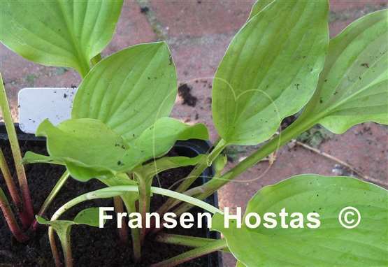 Hosta Devon Red