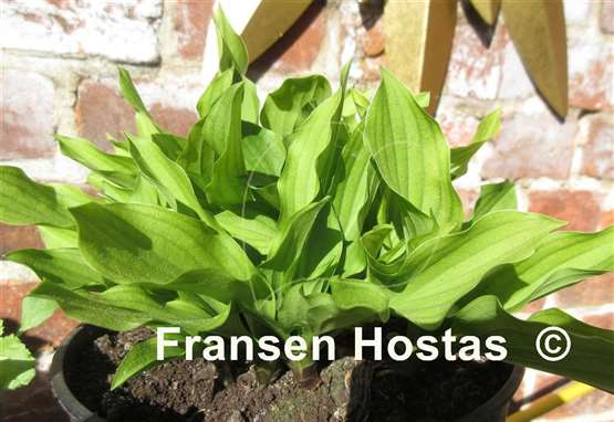 Hosta Devon Red