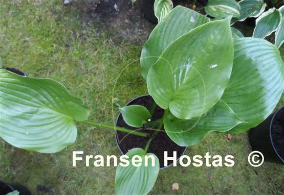 Hosta Devon Tor