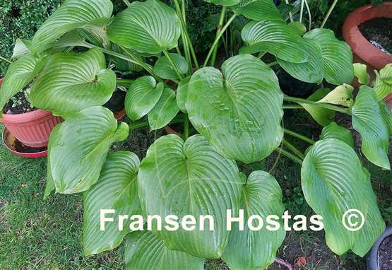 Hosta Devon Tor
