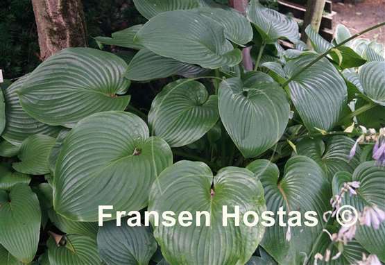 Hosta Devon Tor
