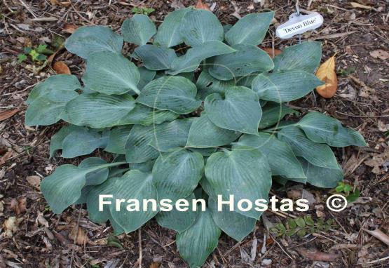 Hosta Devon Blue